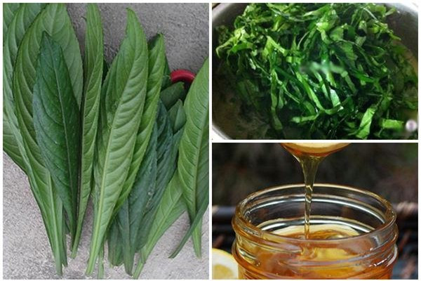 Bạn có thể rang nóng lá và rễ xương sông và chườm, đắp ngoài da nơi đau nhức. Ảnh vietnamnetjsc.