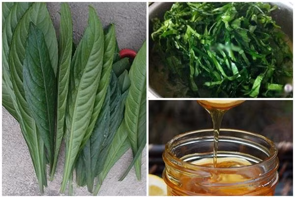 Bạn có thể rang nóng lá và rễ xương sông và chườm, đắp ngoài da nơi đau nhức. Ảnh vietnamnetjsc.