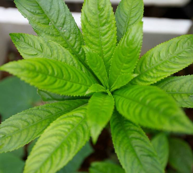  Lá xương sông được xem là “thần dược” giúp điều trị ho và viêm phế quản ở trẻ nhỏ rất hiệu quả. Ảnh giadinh.