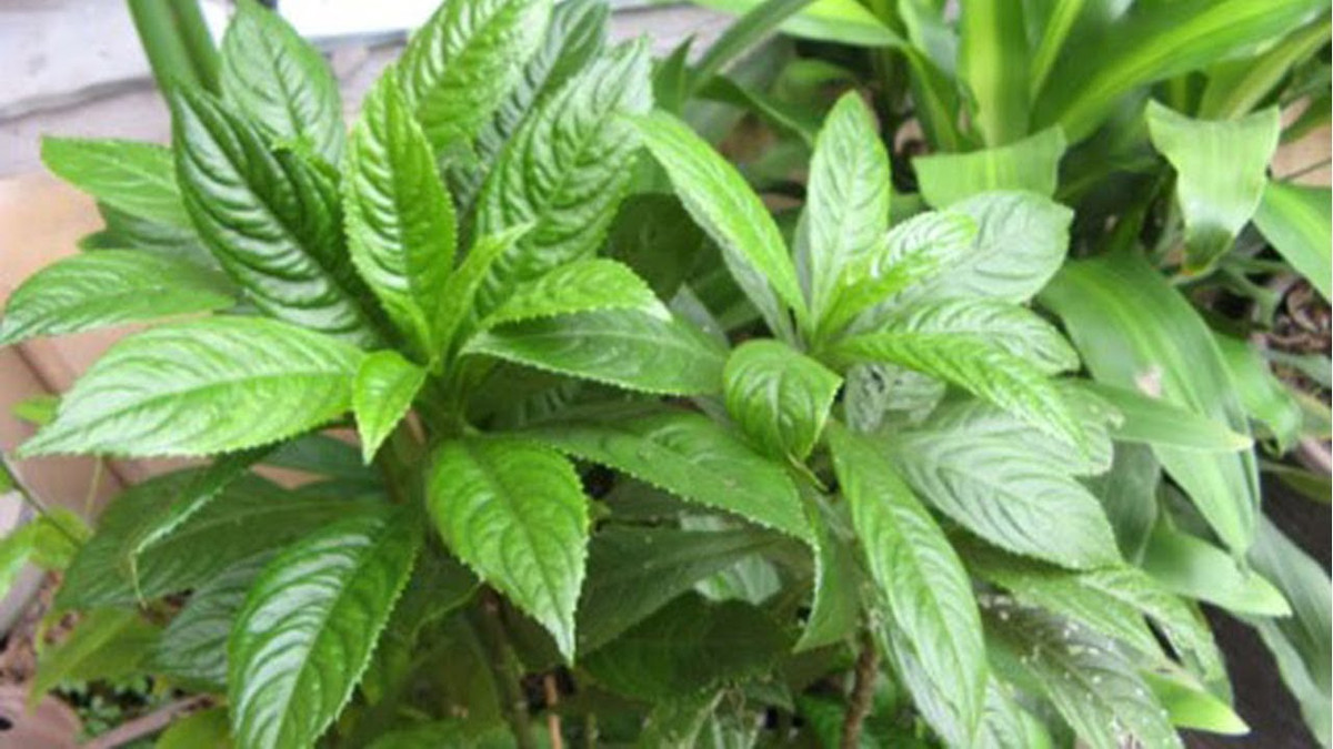 Thậm chí, nếu thường xuyên uống nước lá xương sông đun sẽ giúp làm giảm mỡ máu, ổn định huyết áp. Ảnh ytimg.