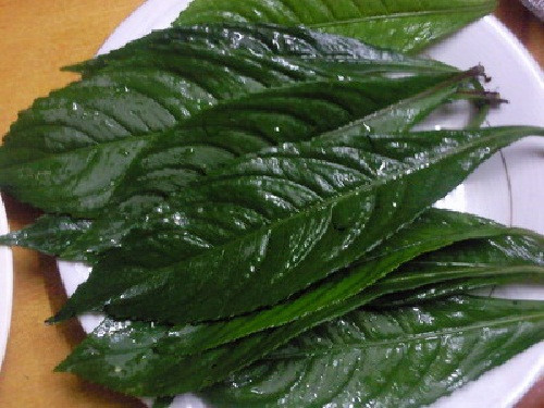 Bên cạnh đó, lá xương sông có khả năng chữa tan ứ máu tụ, giải khí nóng tích tụ trong bụng. Ảnh imgur.