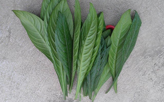 Đặc biệt, lấy lá xương sông đập dập ngâm với giấm ăn để ngậm chữa viêm họng rất hiệu quả. Ảnh phunuvui.