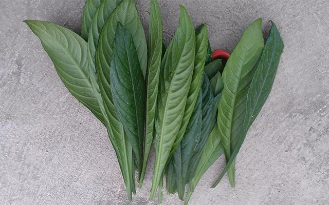 Đặc biệt, lấy lá xương sông đập dập ngâm với giấm ăn để ngậm chữa viêm họng rất hiệu quả. Ảnh phunuvui.