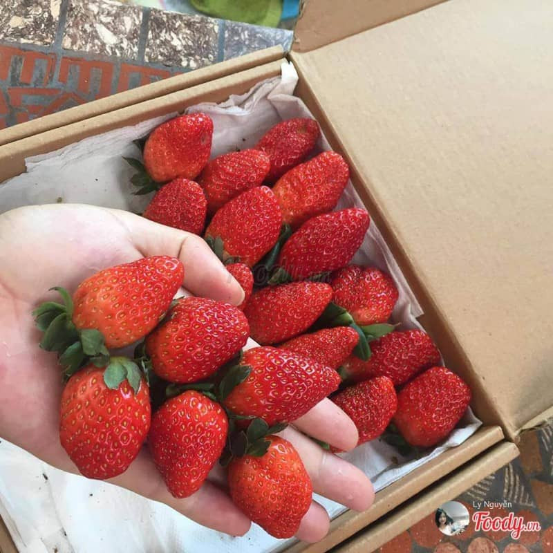 Các loại vitamin như A, B1, B2 và đặc biệt là vitamin C có trong quả dâu tây còn giúp cơ thể tăng sức đề kháng, chống nhiễm trùng, cảm cúm. Ảnh didalat.