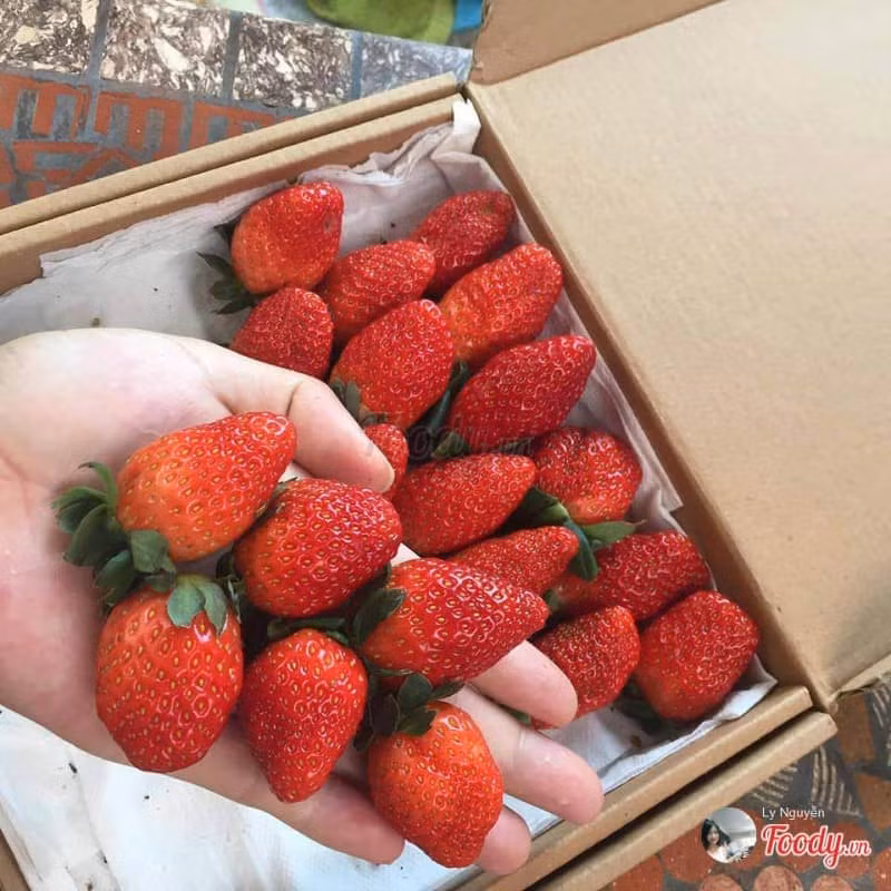 Các loại vitamin như A, B1, B2 và đặc biệt là vitamin C có trong quả dâu tây còn giúp cơ thể tăng sức đề kháng, chống nhiễm trùng, cảm cúm. Ảnh didalat.