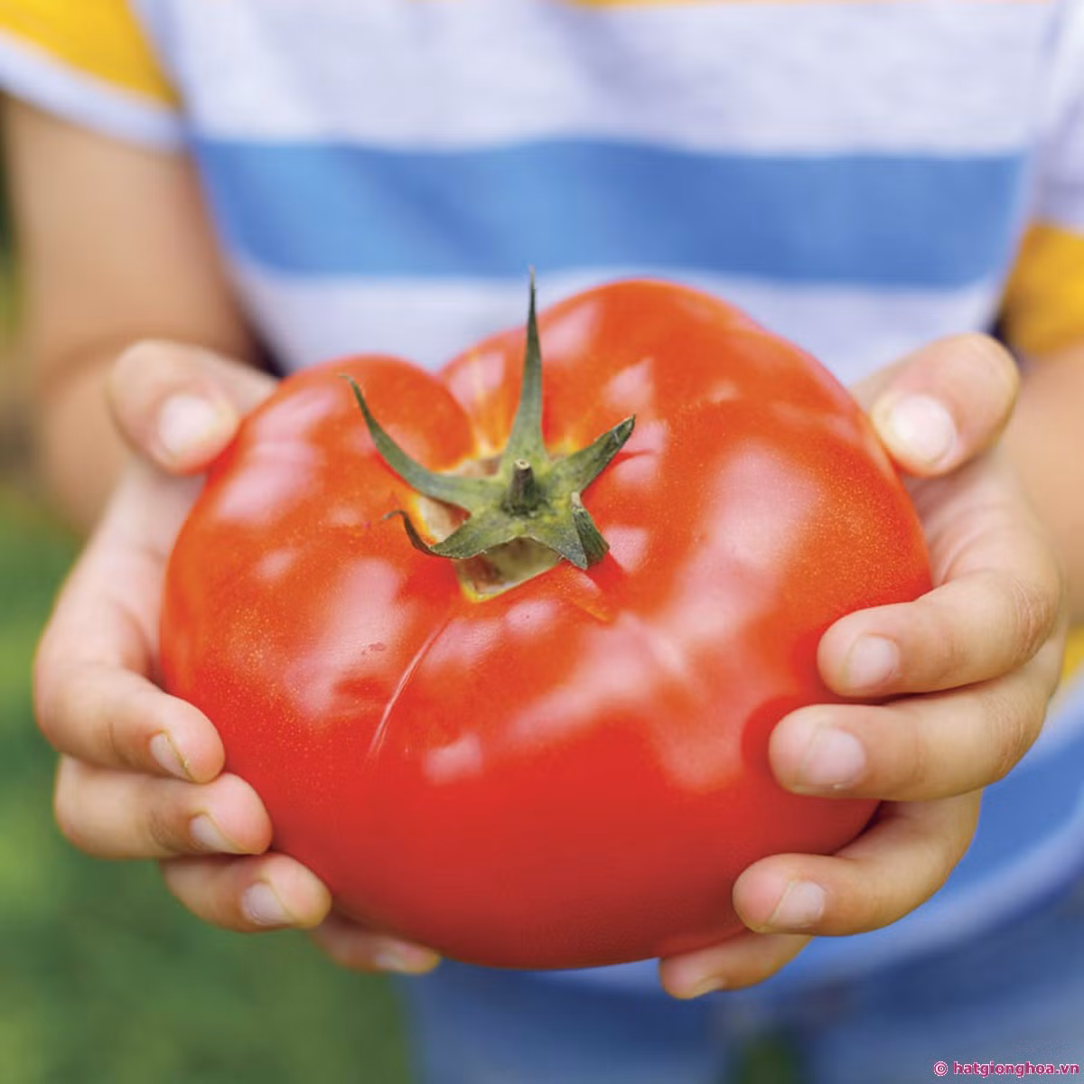 Sau khi rửa mặt sạch và tẩy da chết, bạn bổ đôi một quả cà chua chín rồi chà xát nhẹ nhàng lên vùng có ria mép trong 3 - 5 phút rồi rửa sạch lại với nước. Ảnh hatgionghoa.