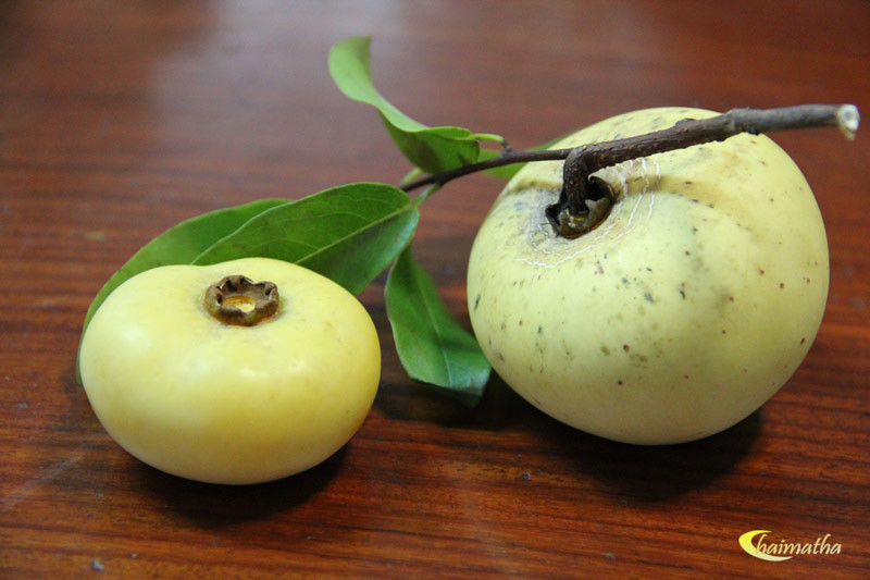 Nghiên cứu cũng chỉ ra rằng quả thị có tác dụng bổ máu, kháng nấm và kháng sốt rét. Ảnh ptcdn.