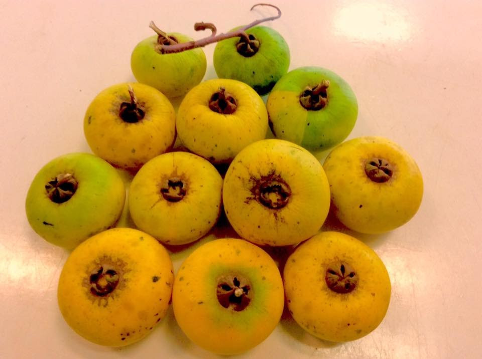 Mùi thơm của quả thị rất dễ chịu, đem lại cảm giác thư thái. Ảnh blogspot.