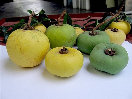 Mặc dù quả thị có nhiều công dụng nhưng nó sẽ gây hại cho dạ dày nếu ăn trong lúc bụng đói và ăn khi quả thị chưa chín. Ảnh tinbaihay.