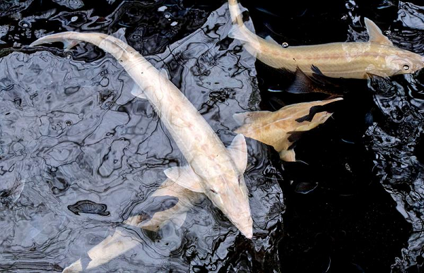 Sản phẩm chuyên phục vụ cho Hoàng gia và tầng lớp siêu giàu tại một số nhà hàng tốt nhất thế giới, từ Monaco tới Dubai.