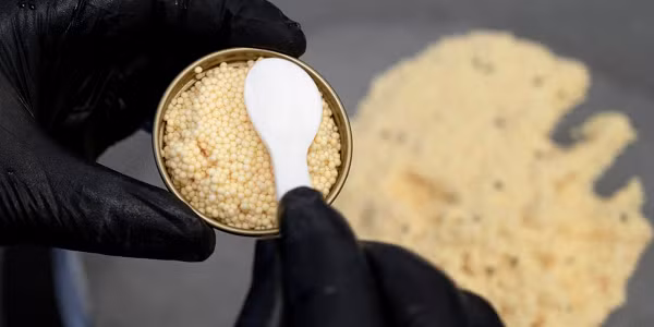 Vì giá cả đắt đỏ nên không phải ai cũng có cơ hội thưởng thức. Cái giá của nó gần gấp 3 lần so với trứng cá tầm Beluga đen. Trứng cá tầm muối là loại trứng chưa thụ tinh, thường được thu hoạch vào giai đoạn cuối của thai kỳ.