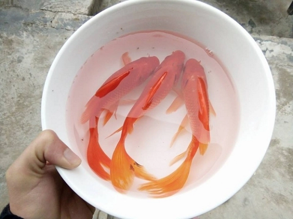 Một điều khiến không ít người thắc mắc là vì sao người dân thường cúng cá chép, hoặc thả cá chép trong ngày lễ ông Công ông Táo?