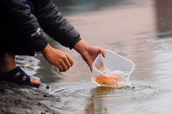 Bên cạnh đó, theo quan niệm Phật giáo, vào ngày lễ ông Công ông Táo, người dân sẽ phóng sinh 3 con cá chép thật ra ao, hồ để tiễn Táo quân chầu trời và cầu may mắn.