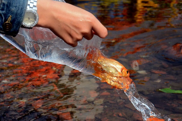 Khi đi phóng sinh cá các bạn cần chọn những ao, hồ nước sạch, không gian rộng và không ô nhiễm. Khi thả, không đứng trên cao đổ xuống hay vứt cả túi cá xuống, làm như vậy cá có thể bị chết, gây ô nhiễm môi trường xung quanh.