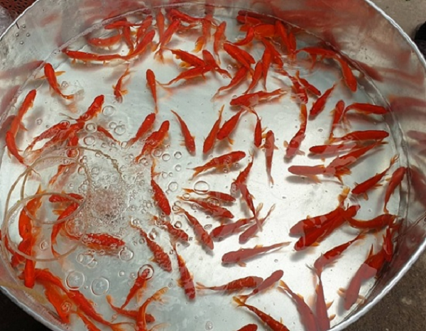 Ông Nguyễn Cung Phó Chủ nhiệm bộ môn Cận Tâm Lý thuộc Viện Nghiên cứu và Ứng dụng tiềm năng con người; Phó giám đốc trung tâm nghiên cứu và ứng dụng văn hóa Á Đông đã có chia sẻ liên quan đến vấn đề này với báo chí.