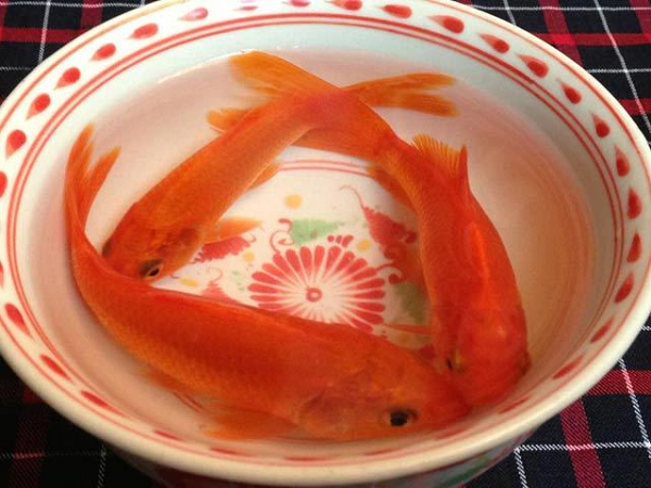 Theo dân gian, ngày 23 tháng Chạp hằng năm là ngày Táo quân lên chầu trời để báo cáo với Ngọc Hoàng việc làm tốt, xấu của gia chủ trong năm. Tín ngưỡng này giàu ý nghĩa nhân văn, hướng con người tích cực làm việc tốt, sống lương thiện.