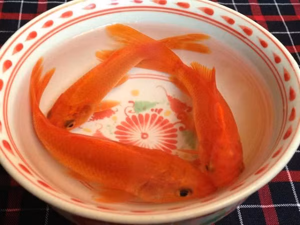 Theo dân gian, ngày 23 tháng Chạp hằng năm là ngày Táo quân lên chầu trời để báo cáo với Ngọc Hoàng việc làm tốt, xấu của gia chủ trong năm. Tín ngưỡng này giàu ý nghĩa nhân văn, hướng con người tích cực làm việc tốt, sống lương thiện.