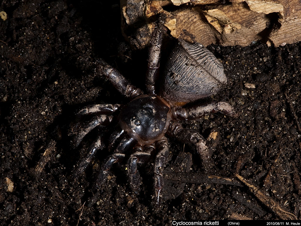 Nhện cyclocosmia ricketti được nhiều người nuôi làm thú cưng với giá mua rất cao, trên trang mạng Trung Quốc, một con nhện thế này từng được bán với giá 1750 USD.