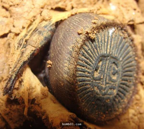 Thấy vật thể quá giống những đồng xu cổ giá trị thường xuất hiện trên TV, chàng trai hào hứng thầm nghĩ mình đã tìm thấy kho báu và sắp giàu to. Tuy nhiên khi tiến hành đào lên, "đồng xu cổ" kia bắt đầu động đậy rồi... bò ra khỏi lỗ, trước mắt anh là cả một con nhện đen to lớn.