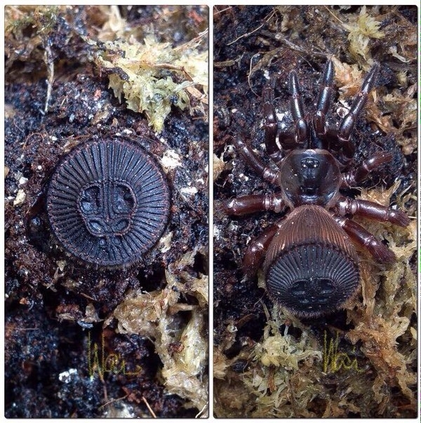 Sự thật thì đây là loài nhện không nọc độc với cái tên khoa học cyclocosmia ricketti, chúng có hoa văn phần thân dưới trông giống như tiền xu hoặc con dấu nên dễ làm người ta lầm tưởng là một món đồ.