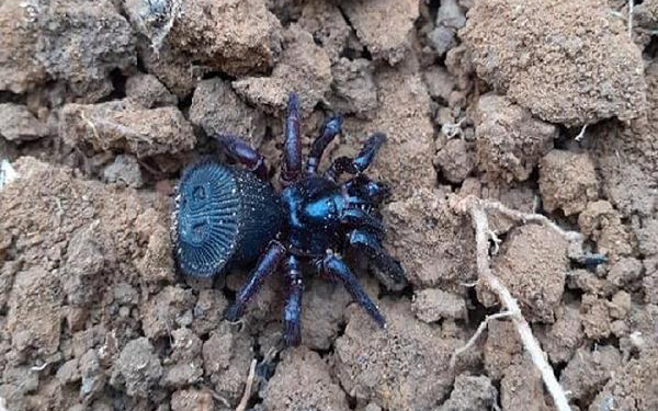 Phần thân dưới dẹt giống như đồng xu của nhện có tác dụng giúp nó che giấu cơ thể khi gặp kẻ thù, nhất là khi gặp thiên địch ong bắp cày.