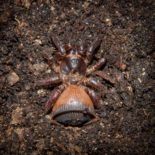 Quả thực thiên nhiên cũng có thể tạo nên những tác phẩm tinh xảo, tuyệt đẹp như được làm nên từ bàn tay của những người nghệ nhân.