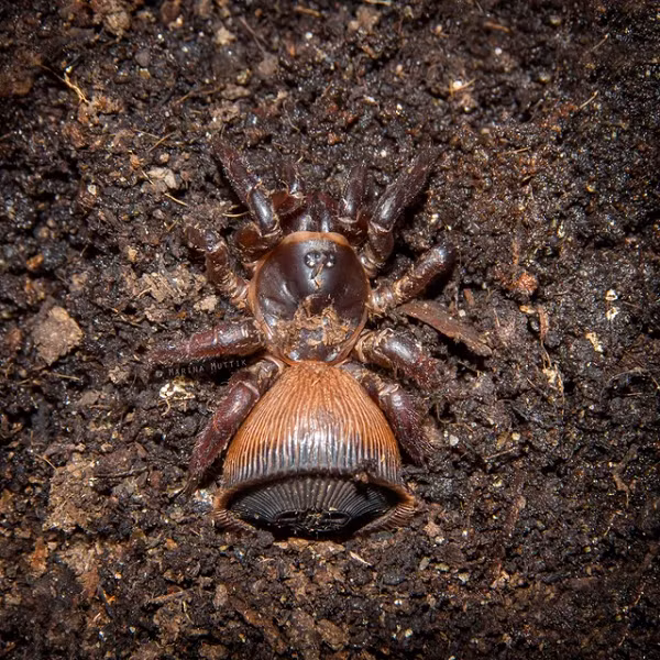 Quả thực thiên nhiên cũng có thể tạo nên những tác phẩm tinh xảo, tuyệt đẹp như được làm nên từ bàn tay của những người nghệ nhân.