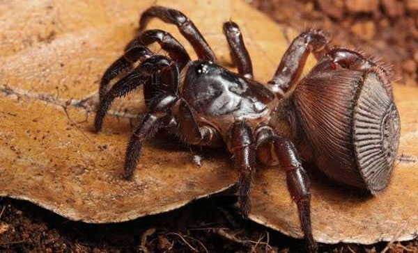 Nhện cyclocosmia ricketti phân bố chủ yếu ở vùng Phúc Kiến và Chiết Giang, Trung Quốc, sống theo lối đào hang. Zhao Li, giám đốc Bảo tàng Côn trùng Tây Trung Quốc cho biết nhện vác bụng có giá trị rất cao.