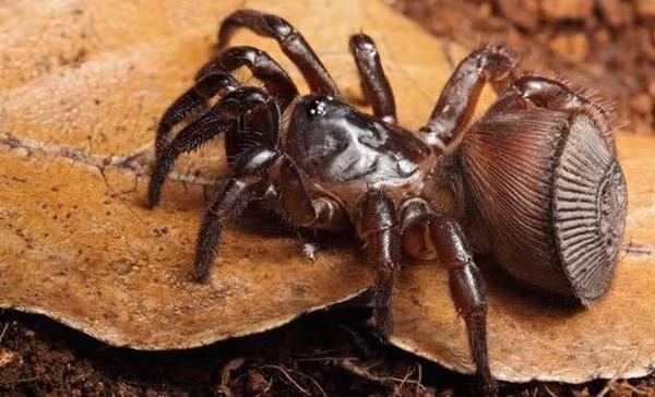 Nhện cyclocosmia ricketti phân bố chủ yếu ở vùng Phúc Kiến và Chiết Giang, Trung Quốc, sống theo lối đào hang. Zhao Li, giám đốc Bảo tàng Côn trùng Tây Trung Quốc cho biết nhện vác bụng có giá trị rất cao.