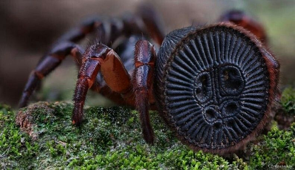 Đây là một trong những loài nhện được ghi nhận sớm nhất ở Trung Quốc. "Con nhện rất giá trị về mặt nghiên cứu khoa học. Nó làn loài vô cùng hiếm gặp ở Tứ Xuyên. Tôi từng bỏ nhiều công sức tìm kiếm nhưng chưa từng gặp con nào", Zhao chia sẻ.