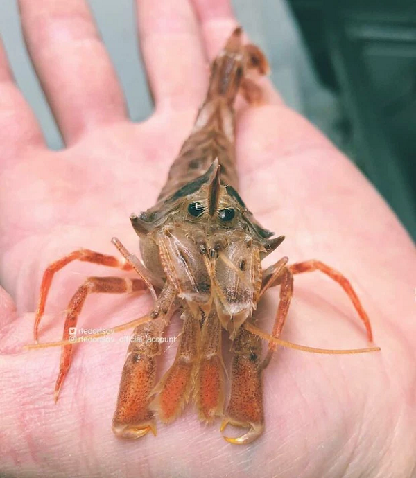 Đôi khi Fedortsov khiến những con cá trông càng kỳ lạ hơn với những góc chụp đặc biệt.