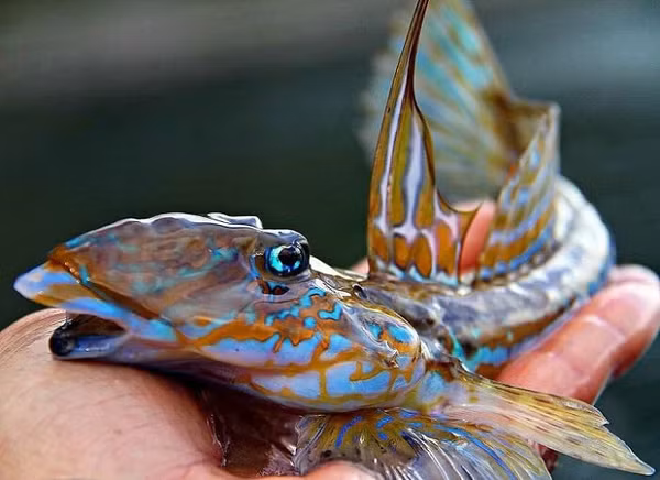 Tôi thường bị ấn tượng bởi vẻ ngoài của một số loài cá nước sâu và muốn lan tỏa niềm vui này với những người khác.""Tôi chưa bao giờ sợ hãi về những con cá mà tôi bắt được", anh nói. "Tôi luôn thích thú và ấn tượng."