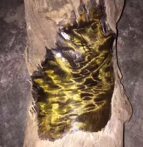 Kim Tơ Nam Mộc có mùi thơm, vân thẳng và chặt, khó biến hình và nứt, là một nguyên liệu quý dành cho xây dựng và đồ nội thất cao cấp. Trong lịch sử, nó chuyên được dùng cho cung điện hoàng gia, xây dựng chùa, và làm các đồ nội thất cao cấp.