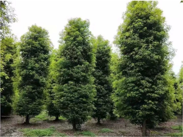 Sau khi được đánh bóng bề mặt, khi được đưa ra ngoài ánh nắng, gỗ Kim Tơ Nam Mộc tỏa ra ánh vàng lấp lánh, tơ vàng hiện rõ. Loại gỗ này còn có mùi hương thanh nhã, nước không thấm, không bị mối mọt, càng không mục ruỗng.