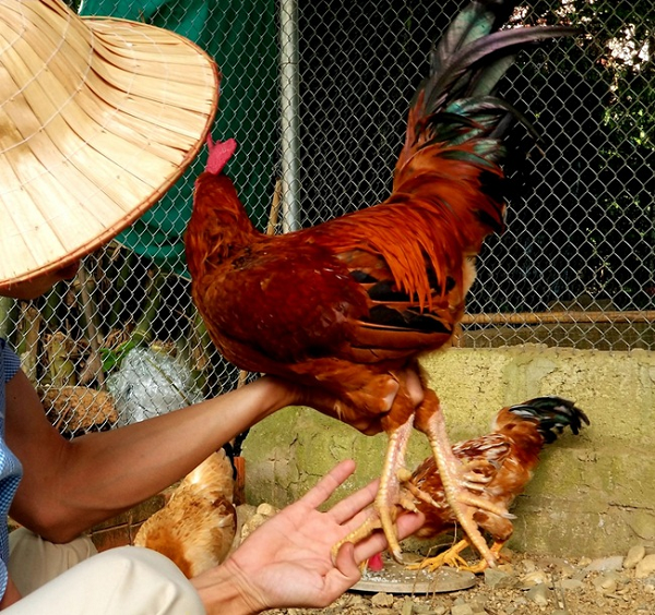 Tuy nhiên, vào những năm gần đây, giống gà chín cựa trở nên nổi tiếng và được nhiều người ưa chuộng, và một phần cách nuôi của bà con vẫn chưa áp dụng phương pháp nhân giống khoa học nên sản lượng trứng đẻ ra không nhiều. Chính vì thế, giống gà chín cựa dần dần trở nên khan hiếm và đắt đỏ.