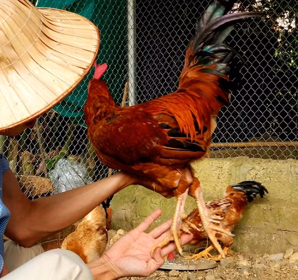 Tuy nhiên, vào những năm gần đây, giống gà chín cựa trở nên nổi tiếng và được nhiều người ưa chuộng, và một phần cách nuôi của bà con vẫn chưa áp dụng phương pháp nhân giống khoa học nên sản lượng trứng đẻ ra không nhiều. Chính vì thế, giống gà chín cựa dần dần trở nên khan hiếm và đắt đỏ.