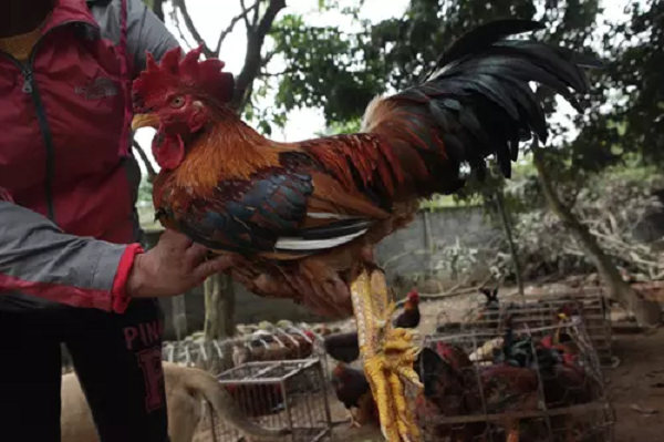 Thông thường gọi là gà chín cựa, nhưng thật chất chỉ có 7-8 cựa là phổ biến. Trước đây, giống gà chín cựa được nhiều bà con dân tộc nuôi nhiều, nên có giá tương đối rẻ.