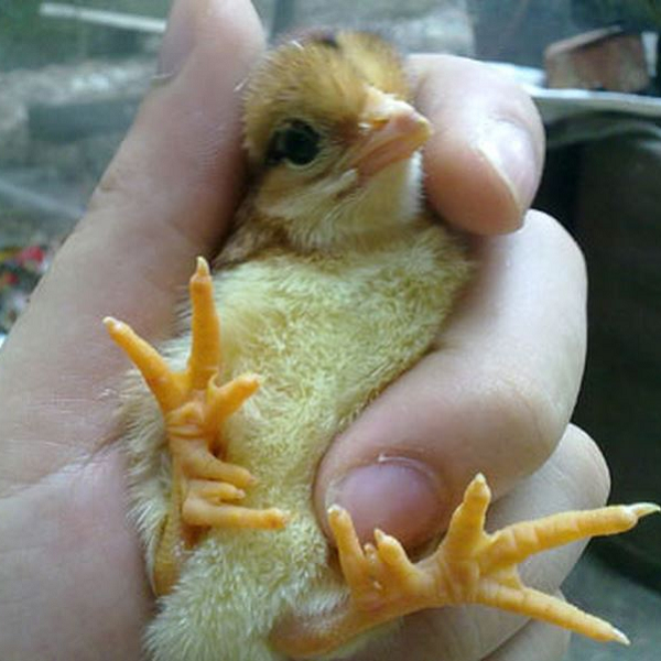 Hiện nay, gà chín cựa có 2 dòng, gà lục đỉnh, là giống gà có 3 cựa hình tam giác, mỗi chân 5 cựa nhưng có 1 cựa lép thì gọi là giống gà chín cựa.