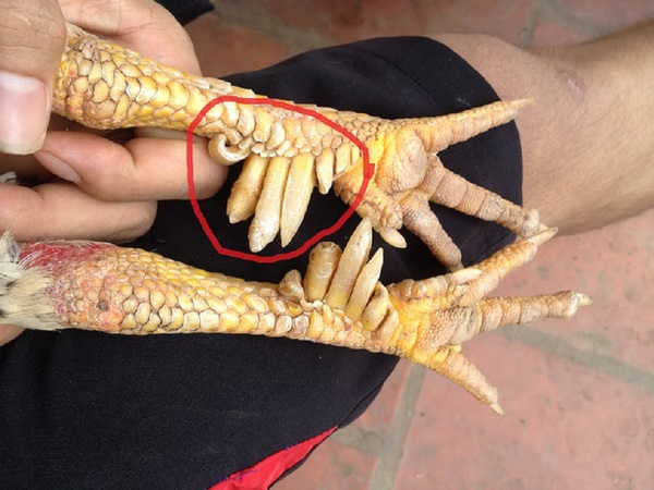 Gà chín cựa không còn trong truyền thuyết mà là một đặc sản nức tiếng của vùng Phú Thọ. Gà chín cựa hay còn được gọi là gà nhiều cựa, được xem là một trong những đặc sản quý hiếm của vùng núi Xuân Sơn.