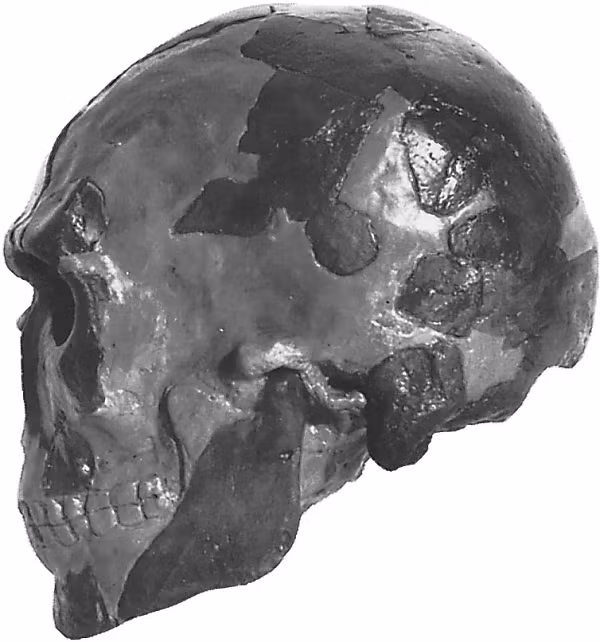 Để đạt tới hình dạng hộp sọ này, loài Homo sapiens sẽ phải trải qua một giai đoạn tiến hóa rất dài trước đó.