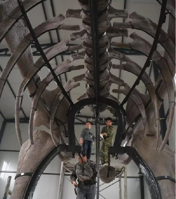 Sauropod đã trở thành loài khủng long có kích thước khổng lồ nhất, với chiều dài có thể lên tới 40 m (đối với con trưởng thành) và 8 m (đối với con non). Những loài khủng long ăn cỏ đời sau thì có kích thước nhỏ hơn hẳn, do khí hậu ở kỉ Jura lẫn Creta đã trở nên ẩm ướt hơn và thực vật mềm hơn.