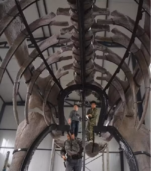 Sauropod đã trở thành loài khủng long có kích thước khổng lồ nhất, với chiều dài có thể lên tới 40 m (đối với con trưởng thành) và 8 m (đối với con non). Những loài khủng long ăn cỏ đời sau thì có kích thước nhỏ hơn hẳn, do khí hậu ở kỉ Jura lẫn Creta đã trở nên ẩm ướt hơn và thực vật mềm hơn.