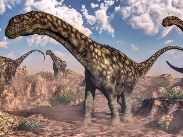 Do khủng long Sauropod không có răng hàm, nên chúng không thể nhai được thức ăn. Những cục đá mà chúng nuốt vào dạ dày sẽ được dùng như những vật giúp nghiền nát số lá cây chúng đã nuốt chửng và giúp tiêu hóa dễ hơn. Khi những cục đá này bị mòn đi trong bụng, chúng sẽ lại nuốt chửng những cục đá mới.