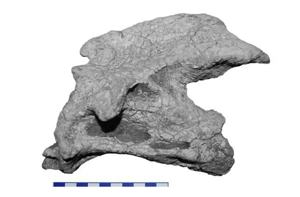 Ông lão không biết đó là gì, trực giác mách bảo thứ này không bình thường nên đã mang về cho con trai xem. Anh này cho rằng đây không phải là đá mà có thể là hóa thạch của loài quái thú nào đó.