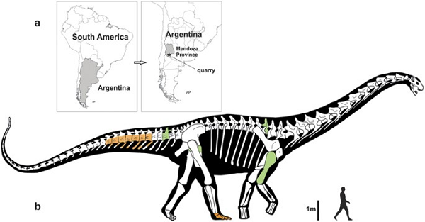 Sauropod rất to, nhưng không có nghĩa là chúng "béo", mà ngược lại thì cơ thể của đám này tương đối vạm vỡ. Cổ và đuôi của chúng gắn với cột sống bằng những dây chằng rất khỏe, giúp chúng không phải cố gắng quá nhiều để giữ cổ và đuôi vươn cao.