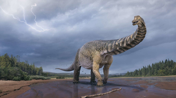 Bàn chân của Sauropod vốn có 5 ngón giống như những loài thằn lằn, trong khi các bộ khủng long khác chỉ có 3 ngón mà thôi. Bàn chân của chúng được đặt nằm trên đất, chúng có các ngón ngắn với móng tròn và để lại các dấu in tròn hoặc ovan trên đất. Theo nghiên cứu, phía sau gan bàn chân cũng có 1 mô mềm để làm giảm các va chạm bên dưới.