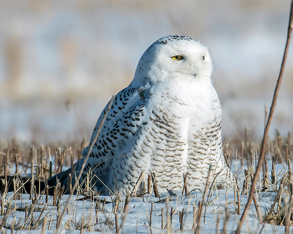 Các nhà khoa học liệt cú tuyết vào danh sách có nguy cơ tuyệt chủng và ước tính tổng số lượng cú tuyết hiện nay chỉ chưa đến 30.000 con. Mối đe dọa đối với cú tuyết hiện nay là biến đổi khí hậu, cũng như tình trạng đô thị hóa.