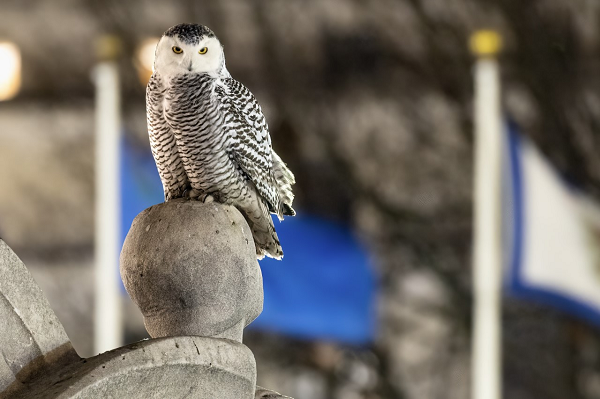Cú tuyết có chiều dài cơ thể trung bình từ 52,5 – 64 cm, chiều dài tối đa của loài cú này là khoảng 70,7 cm. Sải cánh cú tuyết trống có chiều dài trung bình khoảng 146,6 cm và cân nặng là 1,6 kg. Cú mái có sải cánh dài hơn một chút khoảng 159 cm với trọng lượng khoảng 2,1 kg.