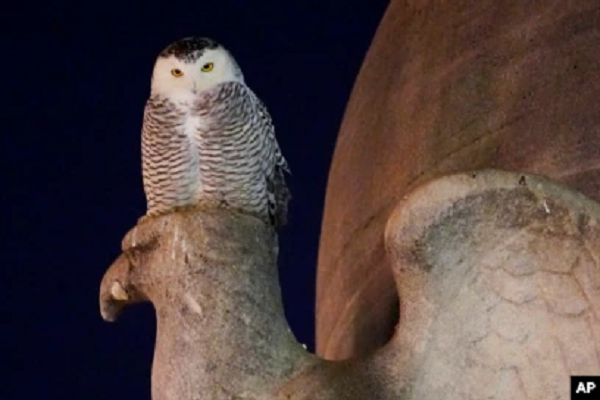 Cú tuyết trống trưởng thành thường có bộ lông màu trắng gần như toàn bộ, tuy nhiên một số còn có thêm các đốm nâu. Bộ lông cú mái thường sẽ đậm màu hơn, khi xuất hiện thêm nhiều đốm đen trong nền lông trắng.