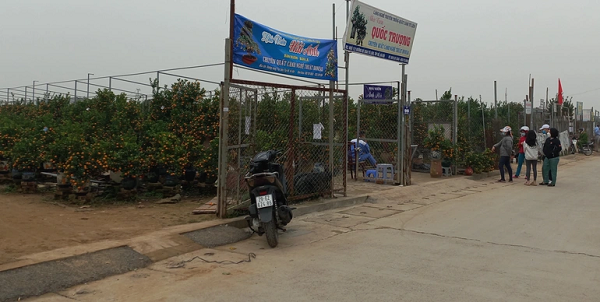 Nằm ven sông Hồng, làng quất cảnh Tứ Liên (quận Tây Hồ, Hà Nội) là một trong những nơi cung cấp lượng lớn hàng Tết cho thị trường Hà Nội và các tỉnh lân cận mỗi dịp cuối năm.